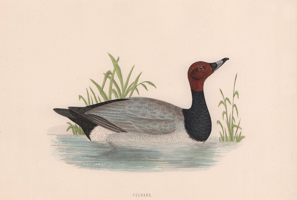 Associate Product Pochard. Morris's British Birds. Antique colour print 1870 old