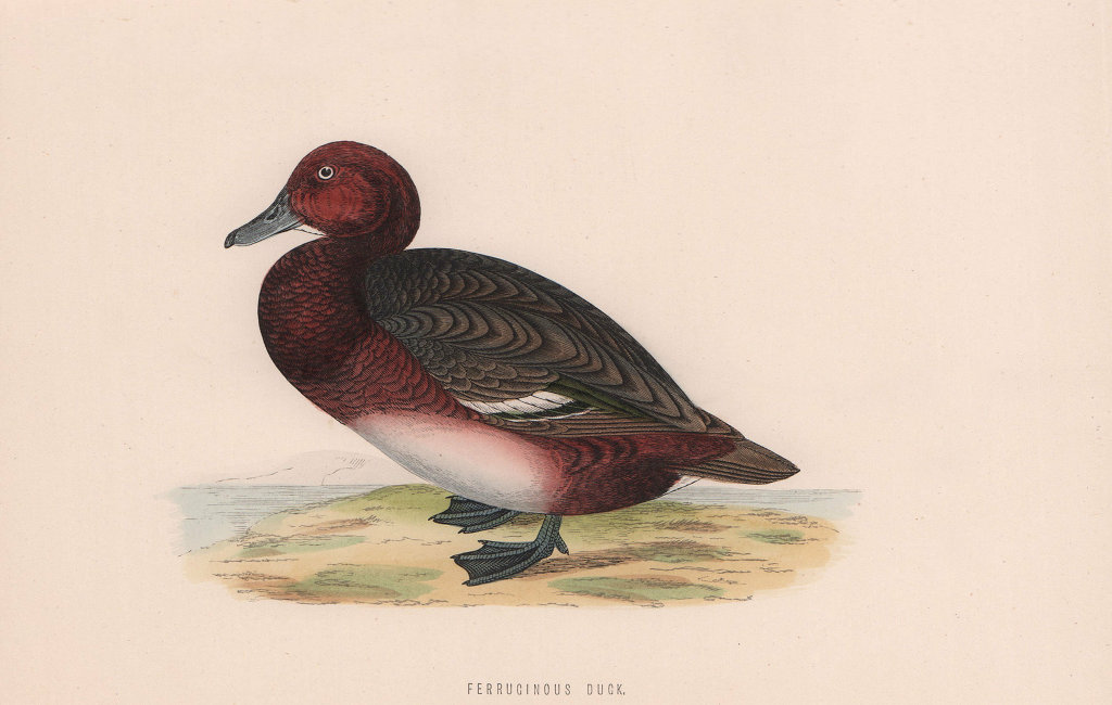 Ferruginous Duck. Morris's British Birds. Antique colour print 1870 old