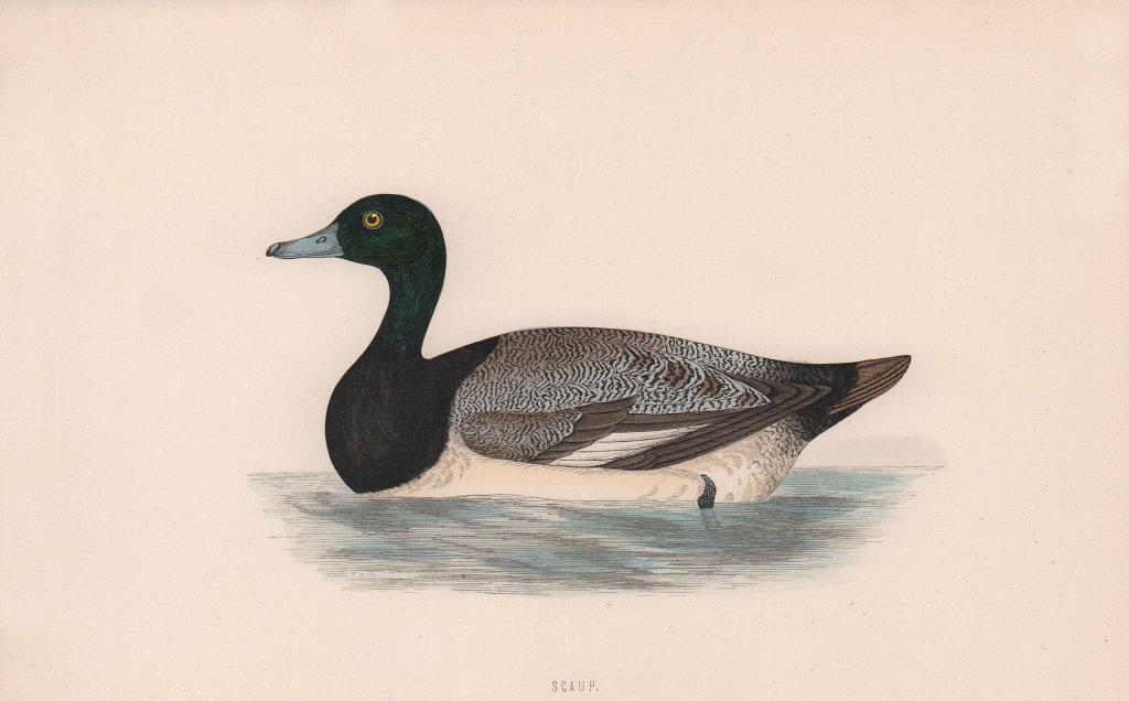 Scaup. Morris's British Birds. Antique colour print 1870 old