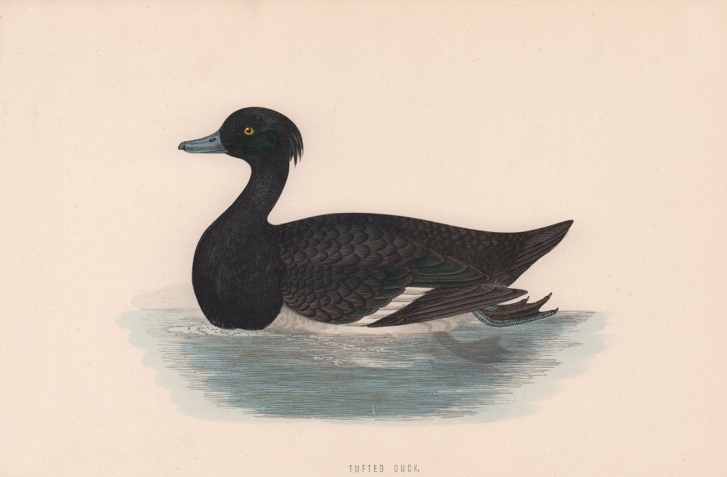 Tufted Duck. Morris's British Birds. Antique colour print 1870 old