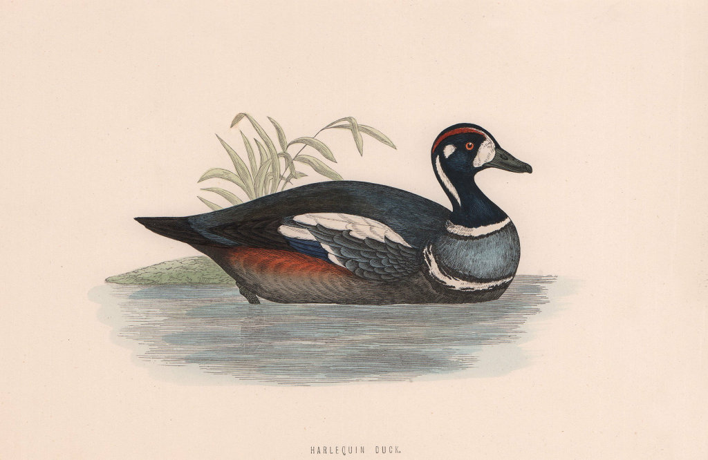 Harlequin Duck. Morris's British Birds. Antique colour print 1870 old