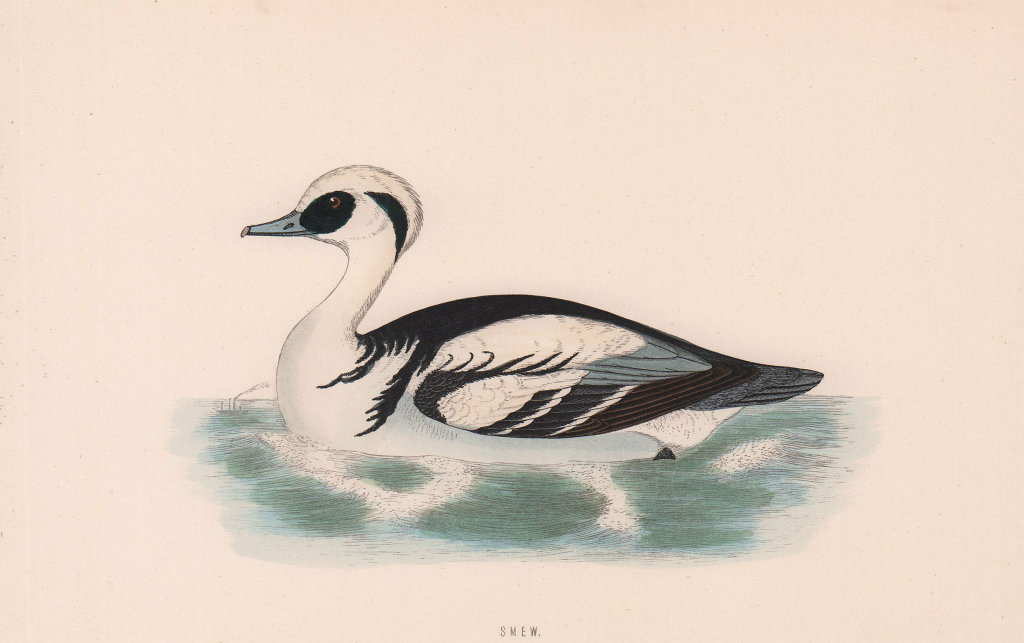 Smew. Morris's British Birds. Antique colour print 1870 old