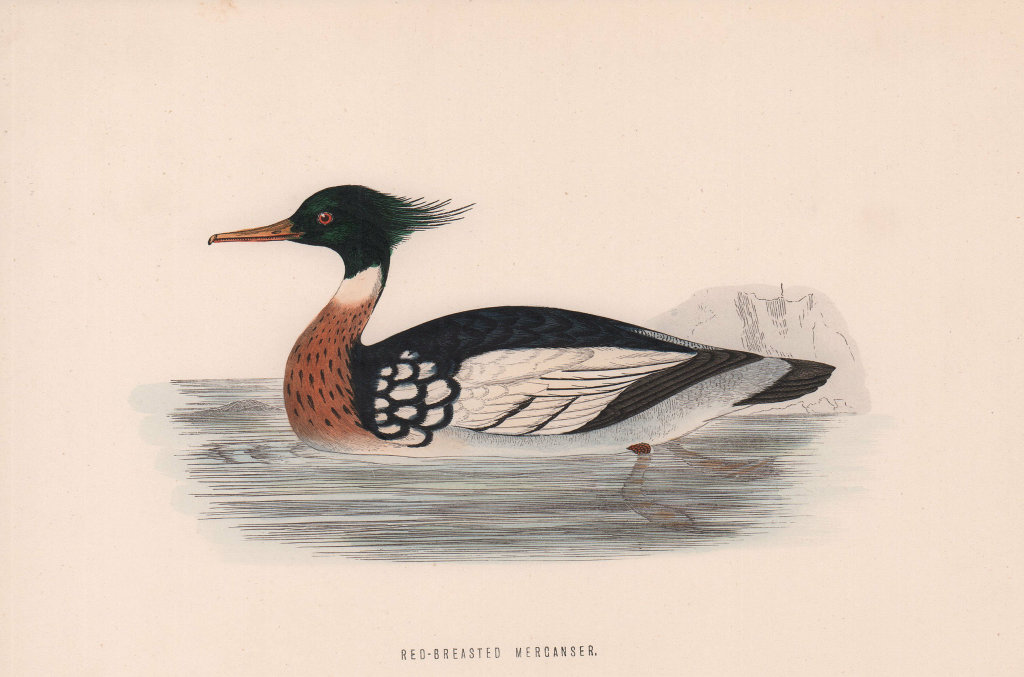 Associate Product Red-breasted Merganser. Morris's British Birds. Antique colour print 1870