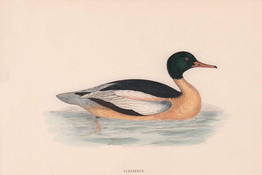 Goosander. Morris's British Birds. Antique colour print 1870 old