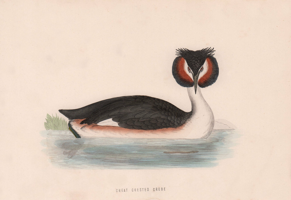 Great Crested Grebe. Morris's British Birds. Antique colour print 1870