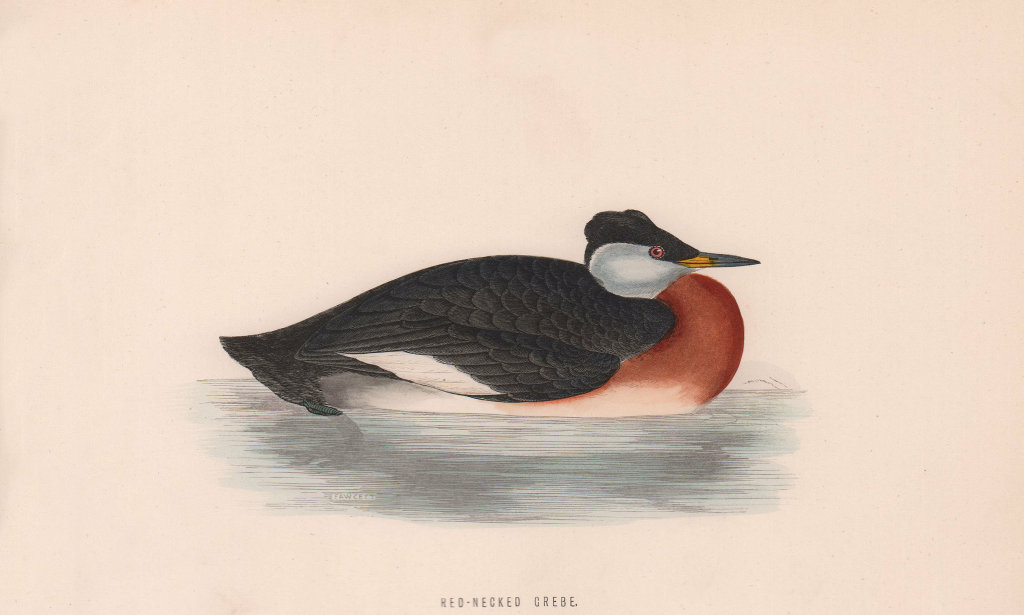 Associate Product Red-Necked Grebe. Morris's British Birds. Antique colour print 1870 old