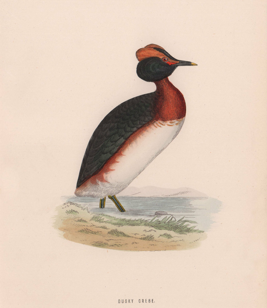 Dusky Grebe. Morris's British Birds. Antique colour print 1870 old