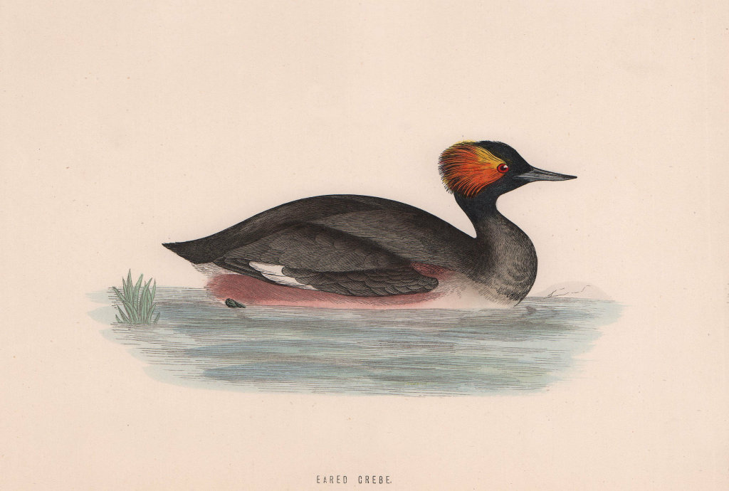 Eared Grebe. Morris's British Birds. Antique colour print 1870 old
