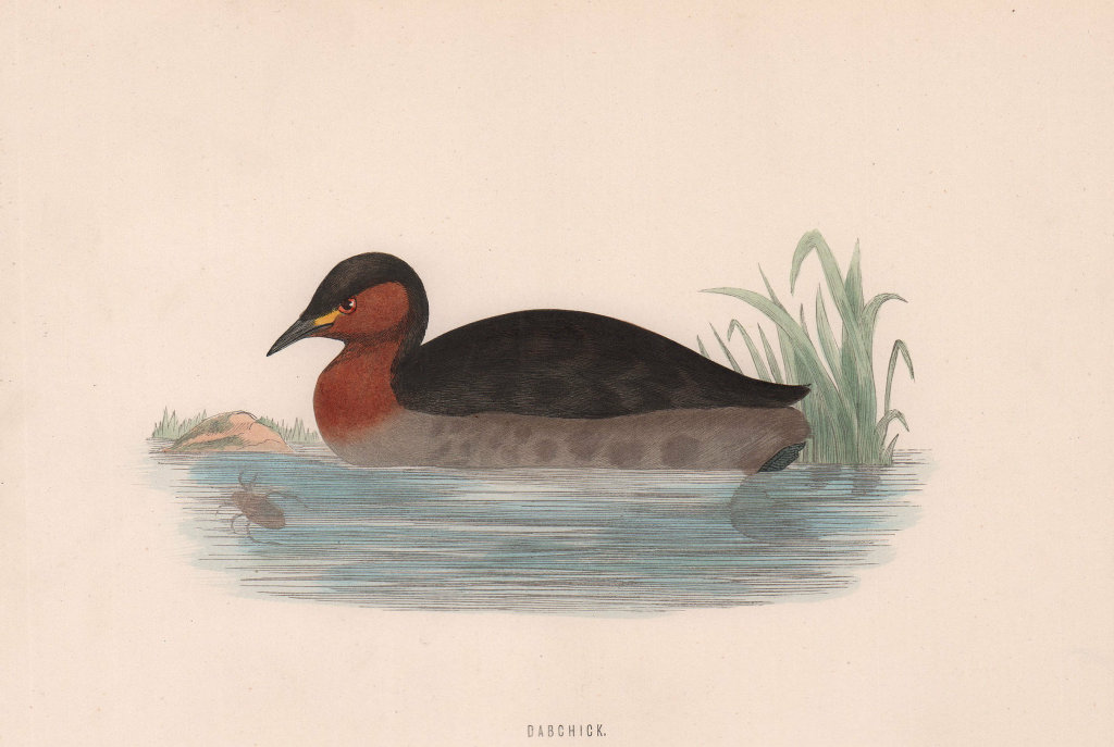 Dabchick. Morris's British Birds. Antique colour print 1870 old