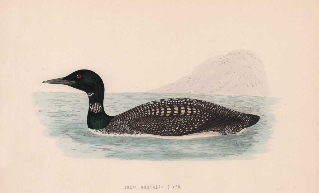 Great Northern Diver. Morris's British Birds. Antique colour print 1870