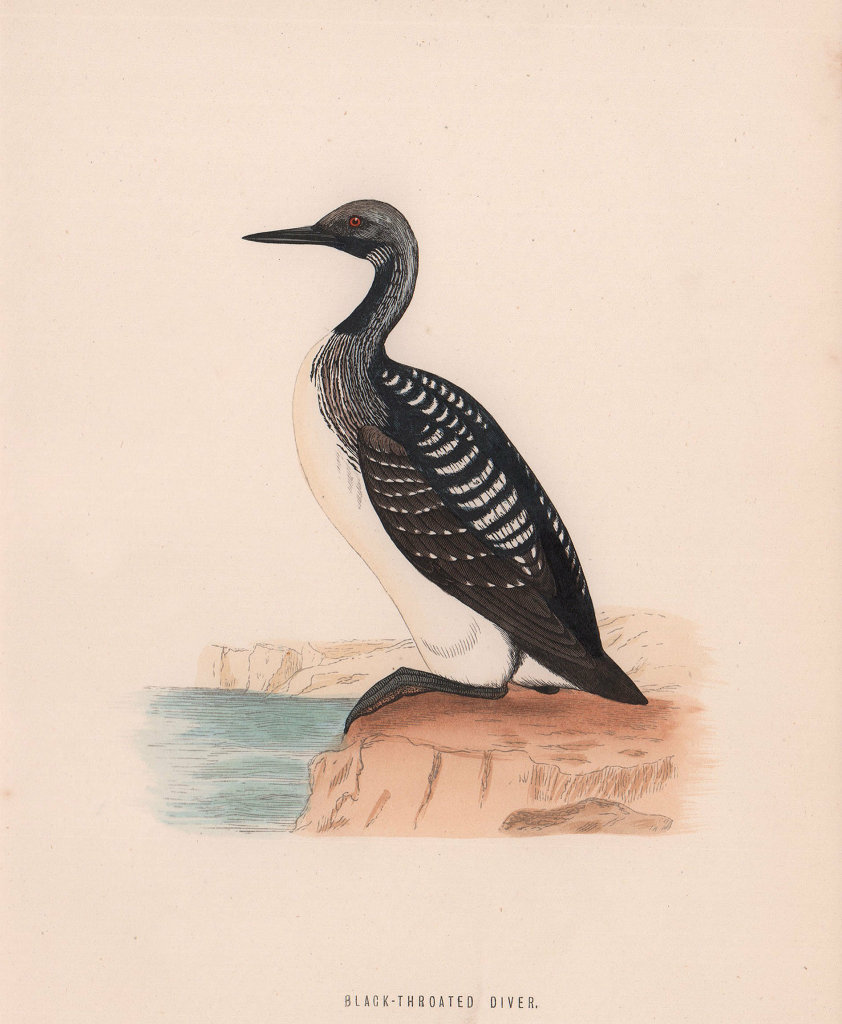 Black-Throated Diver. Morris's British Birds. Antique colour print 1870
