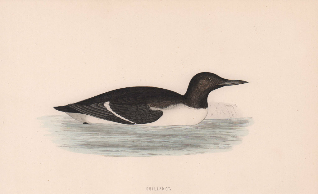 Associate Product Guillemot. Morris's British Birds. Antique colour print 1870 old
