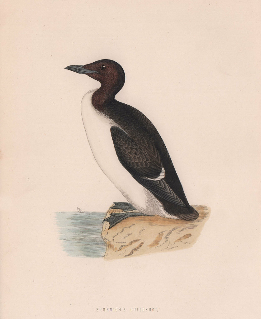 Brunnich's Guillemot. Morris's British Birds. Antique colour print 1870
