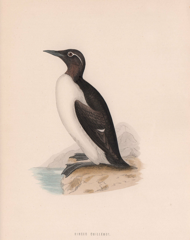 Ringed Guillemot. Morris's British Birds. Antique colour print 1870 old