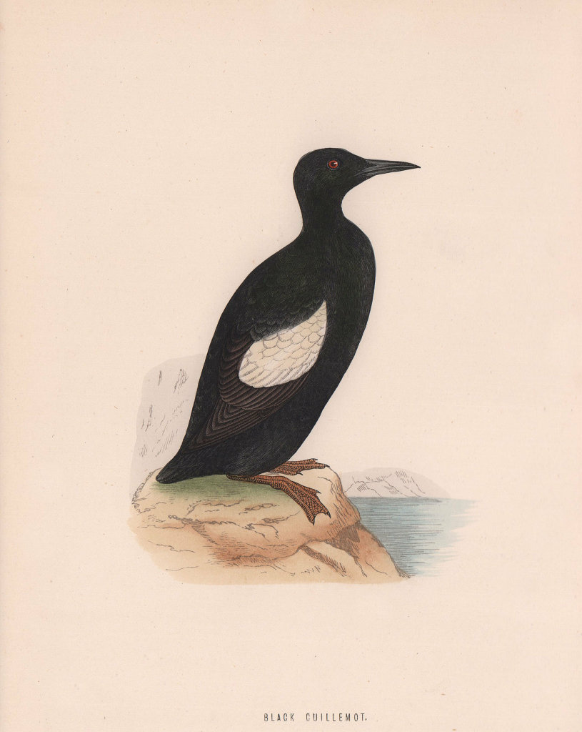 Black Guillemot. Morris's British Birds. Antique colour print 1870 old