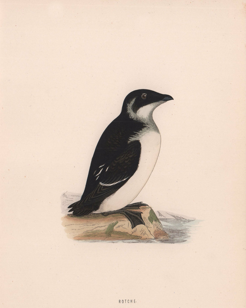 Rotche. Morris's British Birds. Antique colour print 1870 old