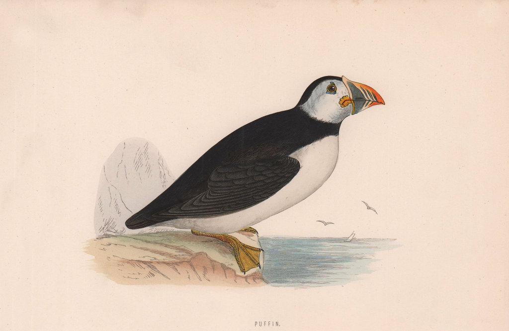 Puffin. Morris's British Birds. Antique colour print 1870 old
