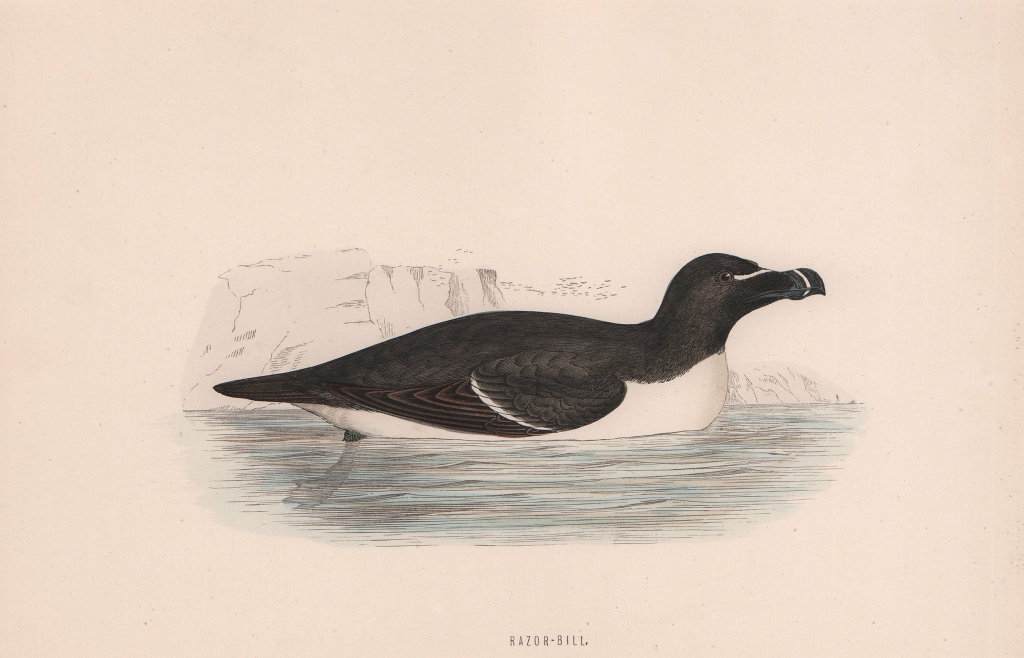 Razor-bill. Morris's British Birds. Antique colour print 1870 old