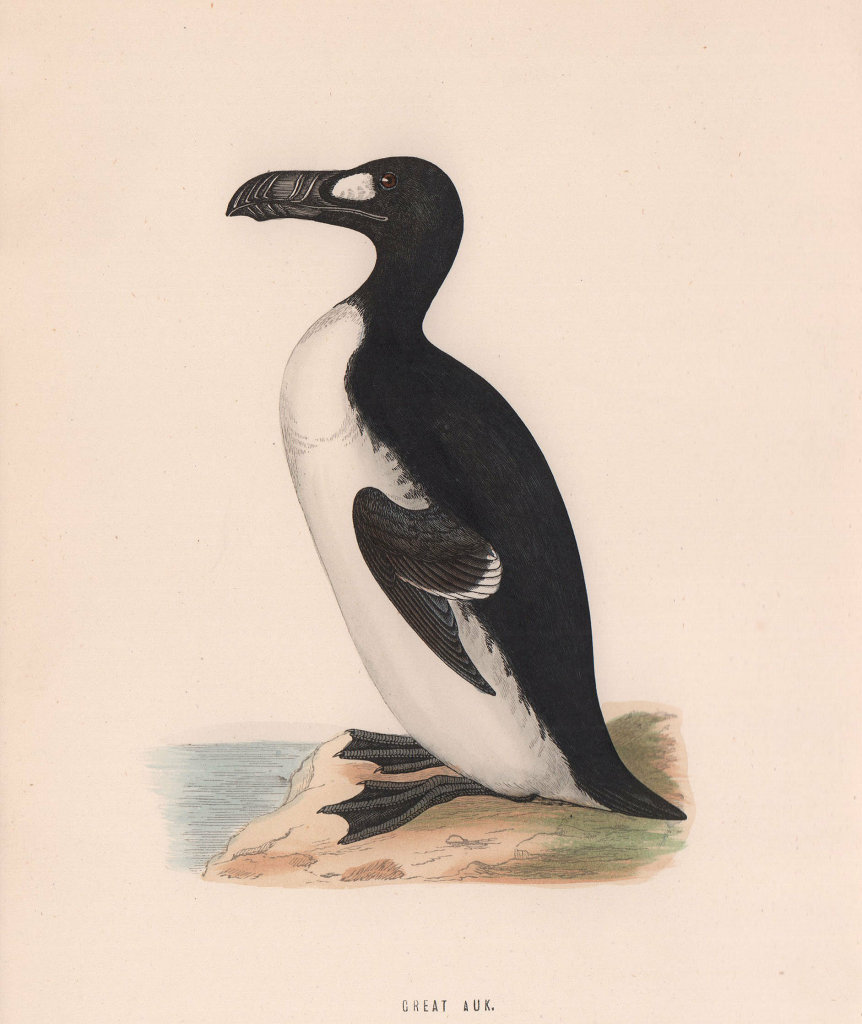 Associate Product Great Auk. Morris's British Birds. Antique colour print 1870 old