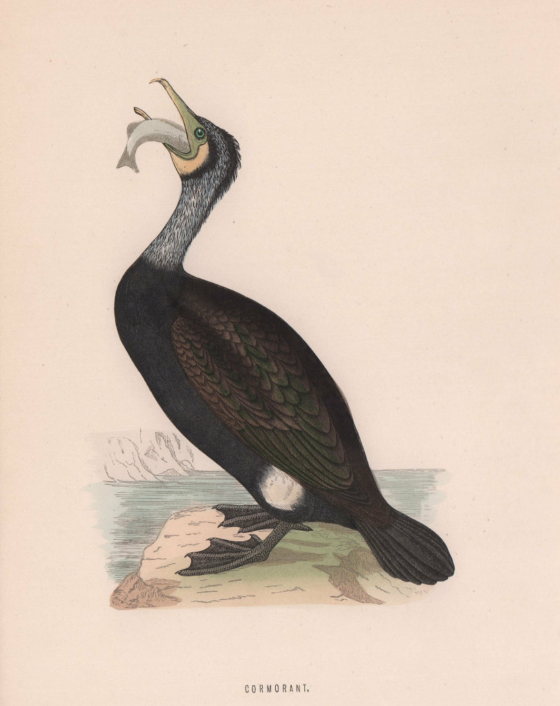 Cormorant. Morris's British Birds. Antique colour print 1870 old