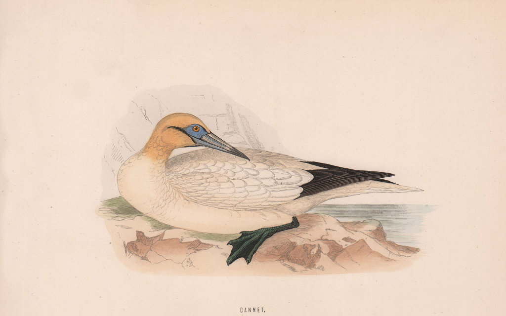 Associate Product Gannet. Morris's British Birds. Antique colour print 1870 old