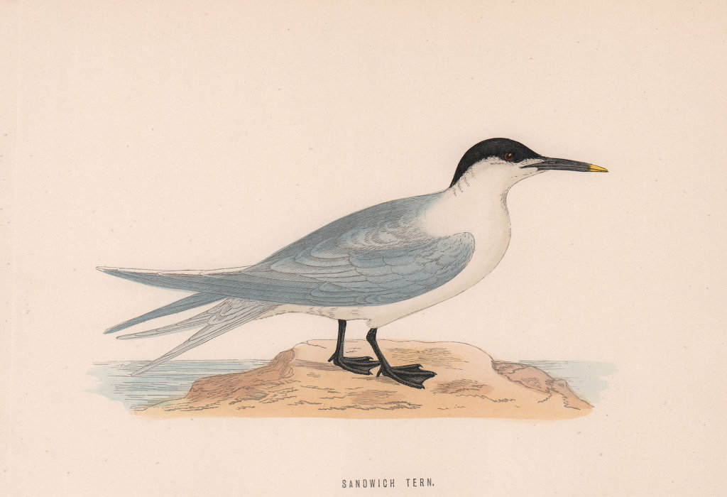 Sandwich Tern. Morris's British Birds. Antique colour print 1870 old