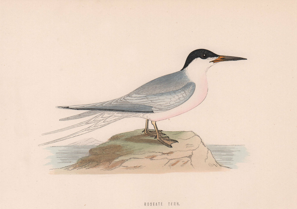 Roseate Tern. Morris's British Birds. Antique colour print 1870 old