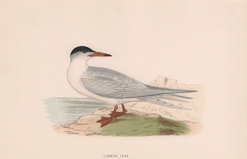 Associate Product Common Tern. Morris's British Birds. Antique colour print 1870 old