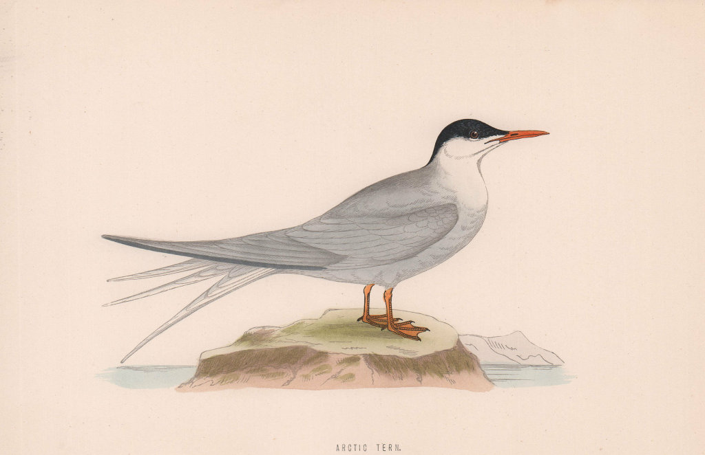 Arctic Tern. Morris's British Birds. Antique colour print 1870 old