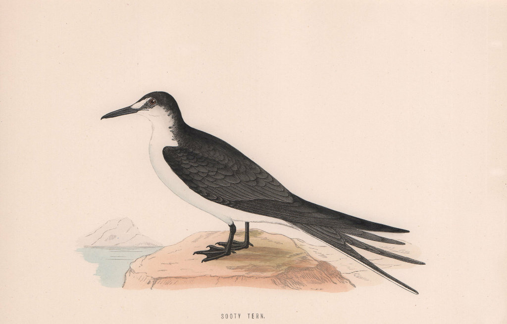 Sooty Tern. Morris's British Birds. Antique colour print 1870 old