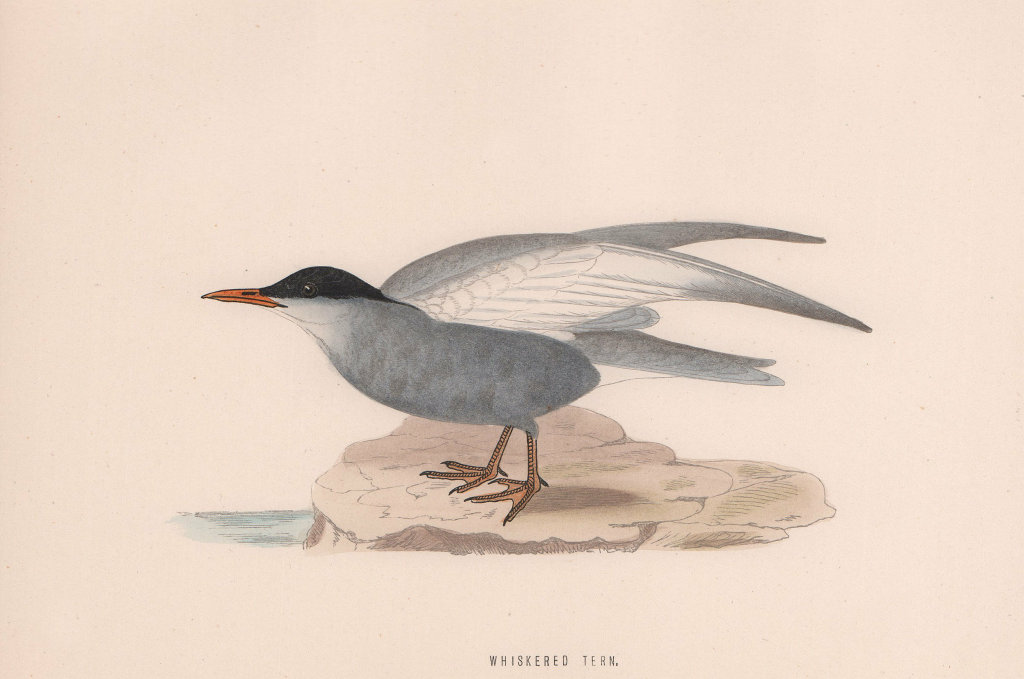 Whiskered Tern. Morris's British Birds. Antique colour print 1870 old