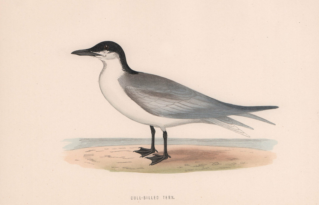 Gull-Billed Tern. Morris's British Birds. Antique colour print 1870 old