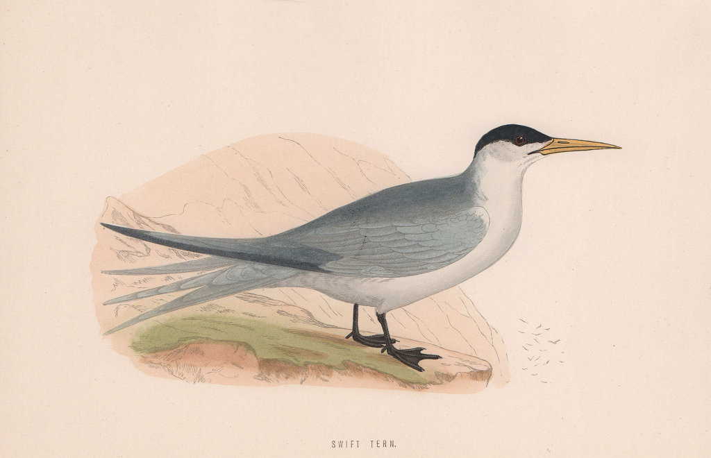 Swift Tern. Morris's British Birds. Antique colour print 1870 old
