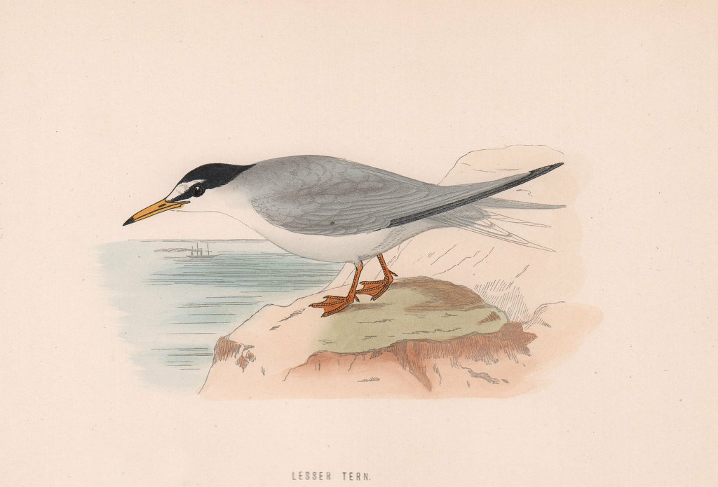Lesser Tern. Morris's British Birds. Antique colour print 1870 old