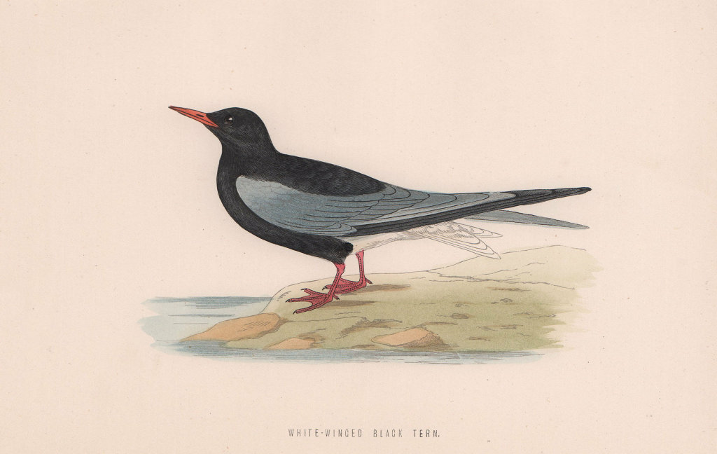 Associate Product White-Winged Black Tern. Morris's British Birds. Antique colour print 1870