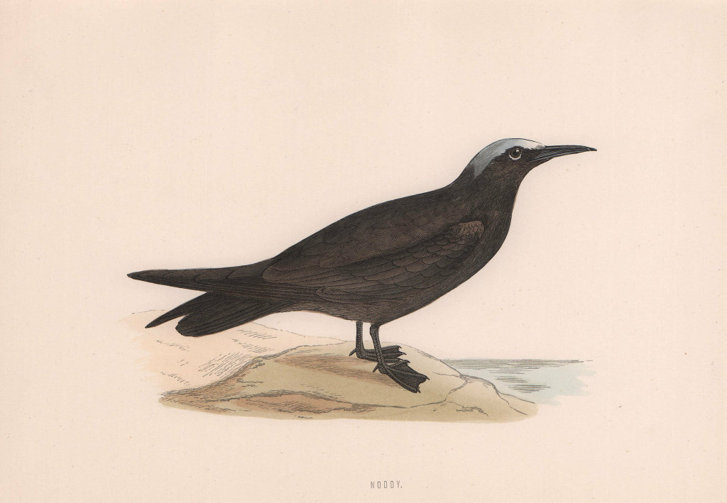 Noddy. Morris's British Birds. Antique colour print 1870 old