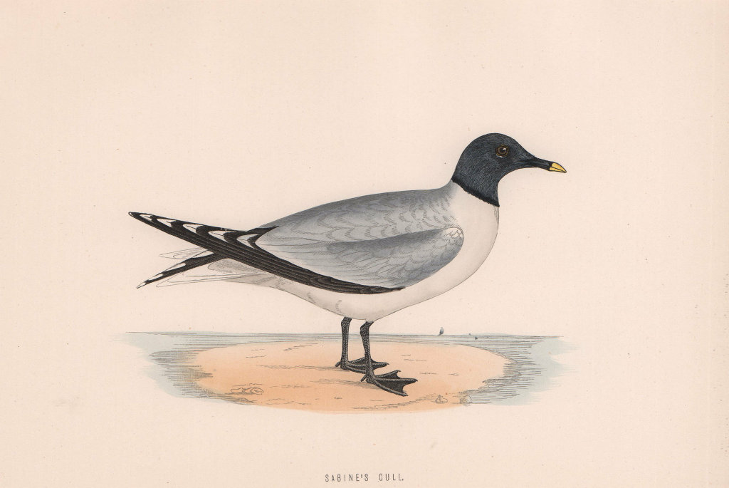 Sabine's Gull. Morris's British Birds. Antique colour print 1870 old