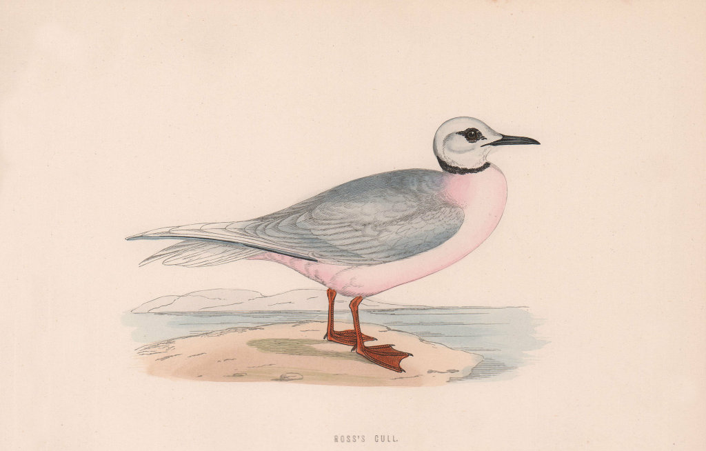 Associate Product Ross's Gull. Morris's British Birds. Antique colour print 1870 old