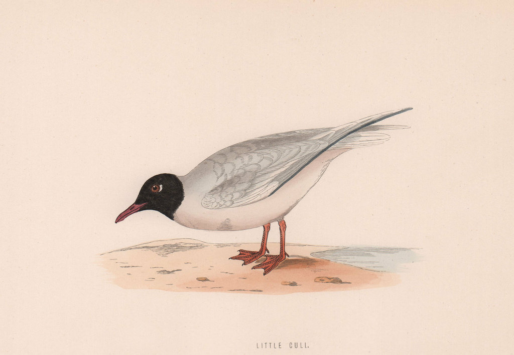Little Gull. Morris's British Birds. Antique colour print 1870 old