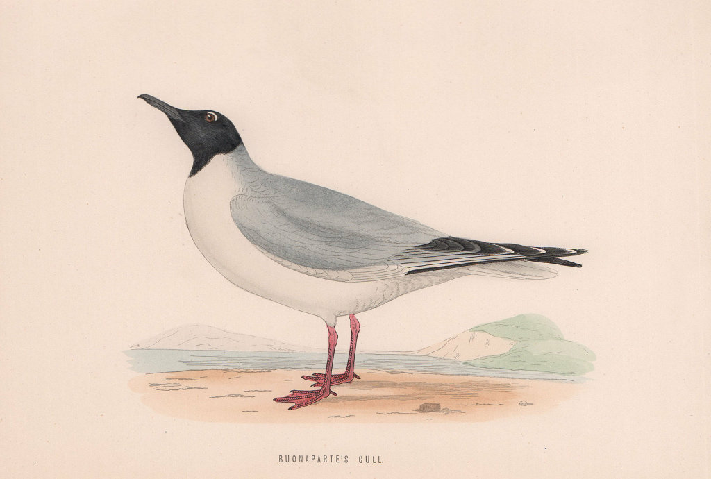 Buonaparte's Gull. Morris's British Birds. Antique colour print 1870 old
