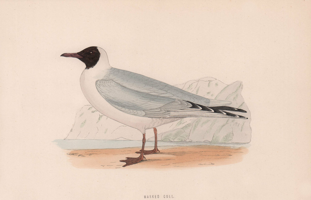 Masked Gull. Morris's British Birds. Antique colour print 1870 old
