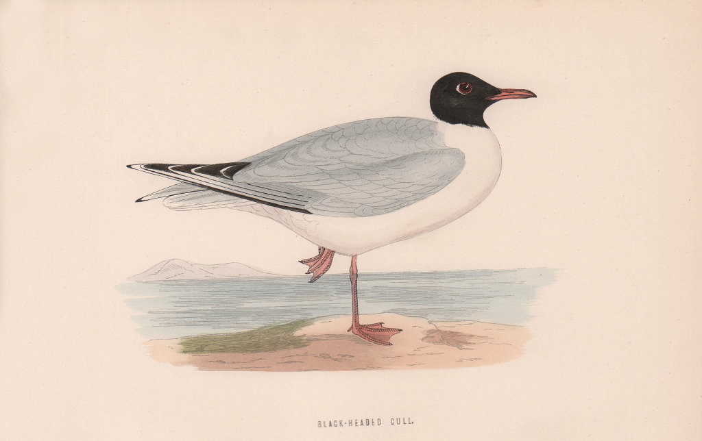 Black-headed Gull. Morris's British Birds. Antique colour print 1870 old