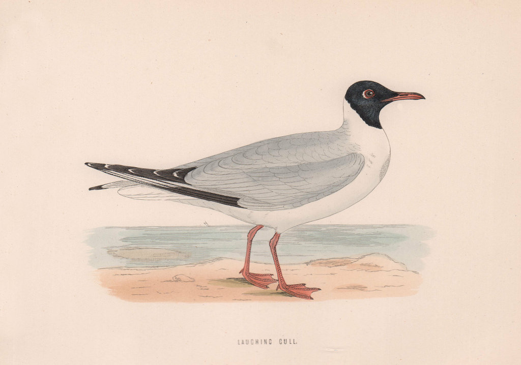 Laughing Gull. Morris's British Birds. Antique colour print 1870 old