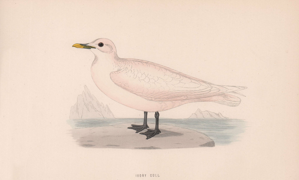 Ivory Gull. Morris's British Birds. Antique colour print 1870 old
