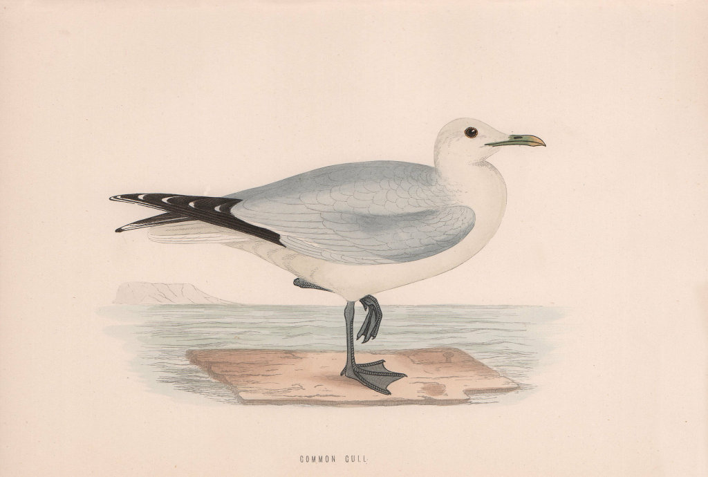 Common Gull. Morris's British Birds. Antique colour print 1870 old