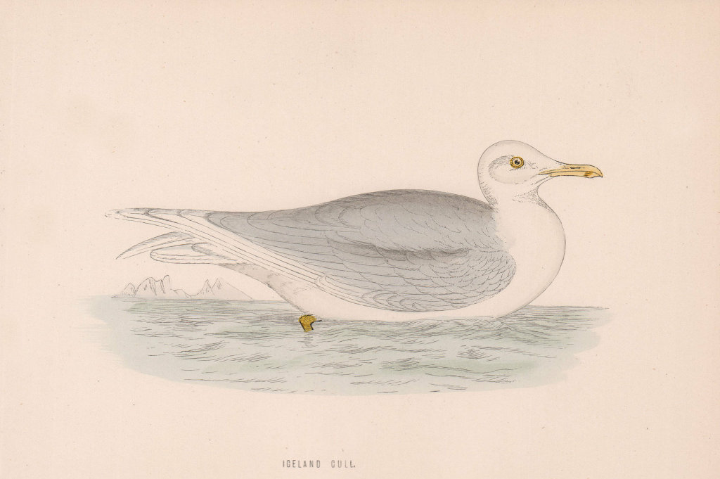 Iceland Gull. Morris's British Birds. Antique colour print 1870 old