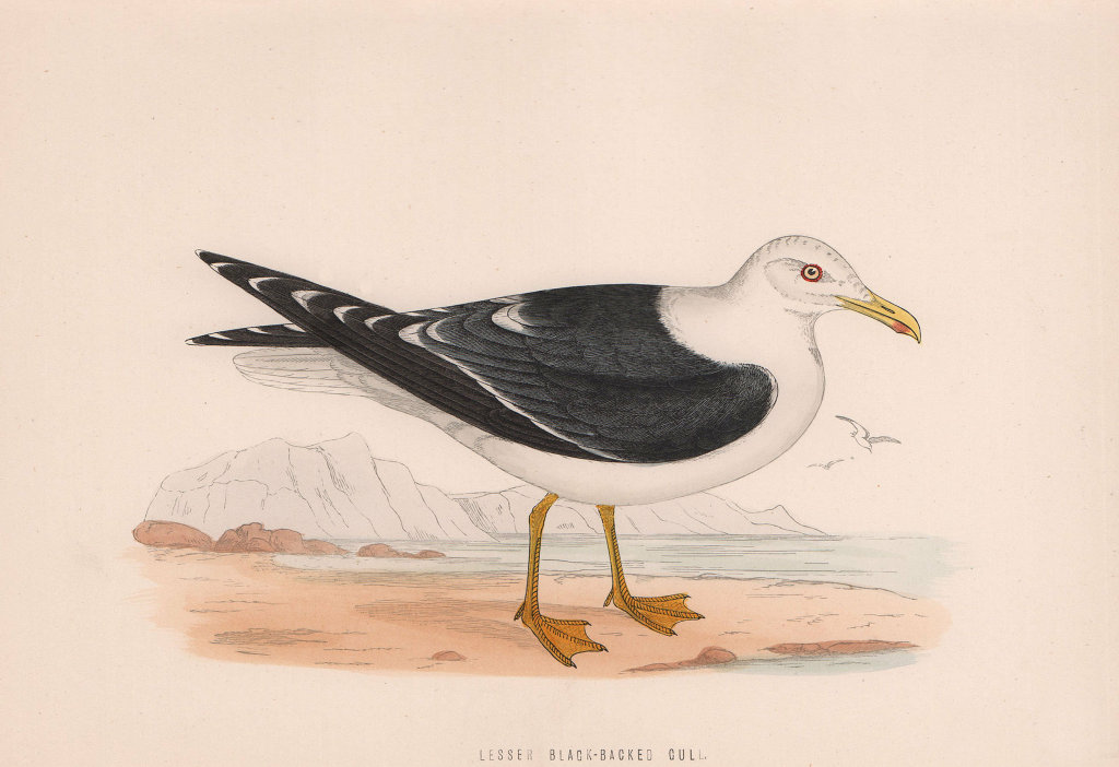 Lesser Black-Backed Gull. Morris's British Birds. Antique colour print 1870