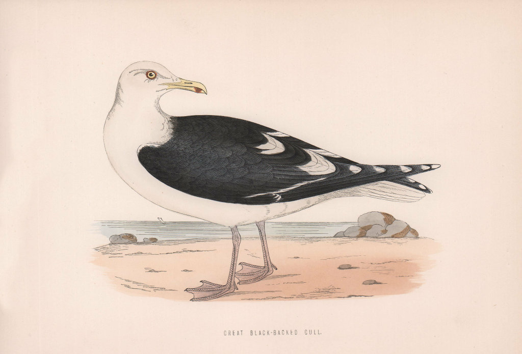 Great Black-Backed Gull. Morris's British Birds. Antique colour print 1870