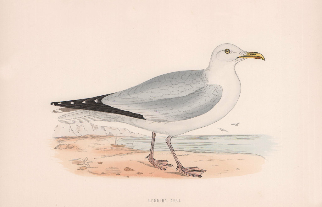 Herring Gull. Morris's British Birds. Antique colour print 1870 old