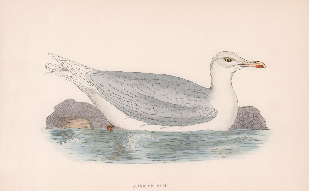 Associate Product Glaucous Gull. Morris's British Birds. Antique colour print 1870 old